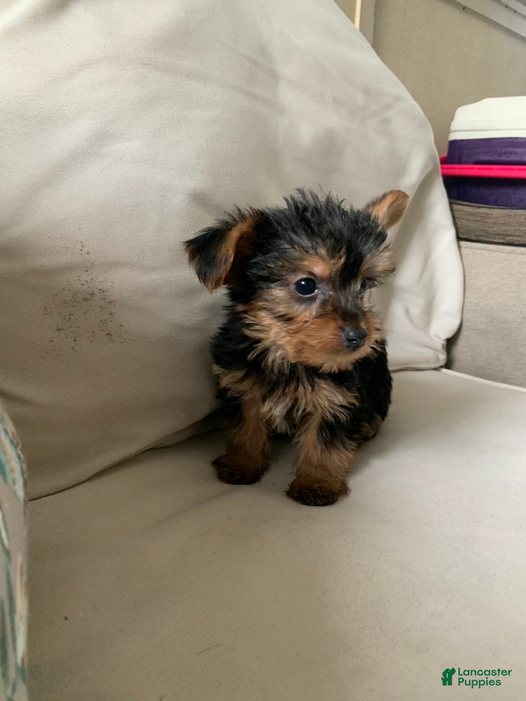 Yorkshire Terrier dogs for sale: Max - Image 4