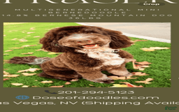 Bernedoodle dogs for sale: Mocha - Image 6