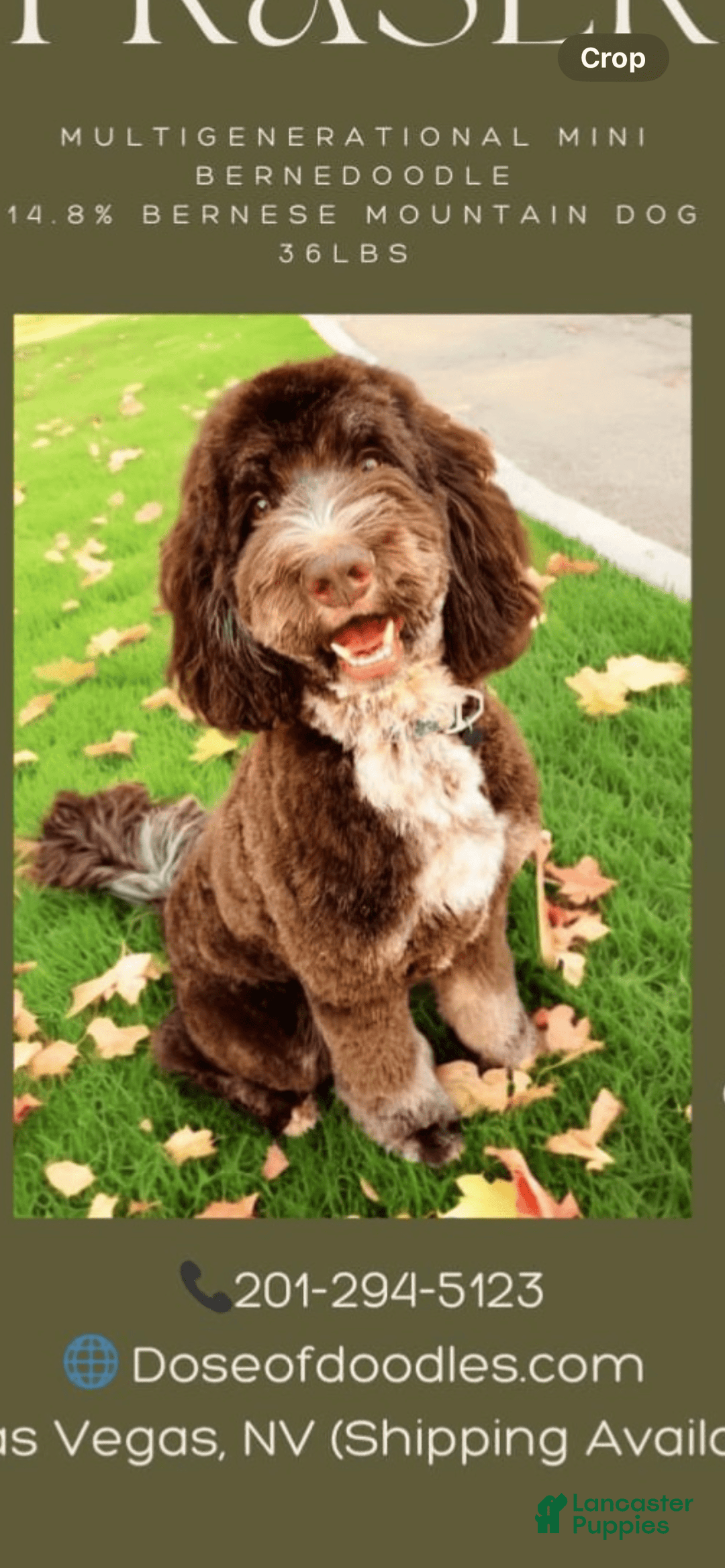 Bernedoodle dogs for sale: Mocha - Image 6