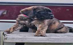 English Mastiff dogs for sale: Roxie - Image 1