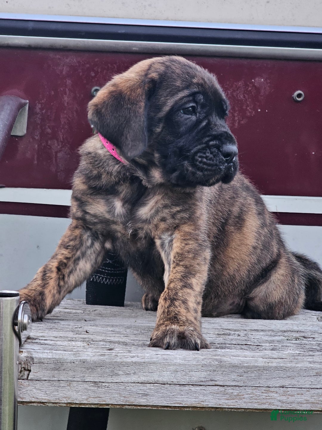 English Mastiff dogs for sale: Roxie - Image 1