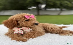 Mini Goldendoodle dogs for sale: Alani - Image 2
