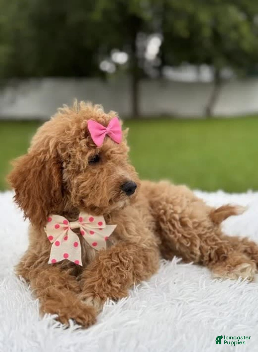 Mini Goldendoodle dogs for sale: Alani - Image 2