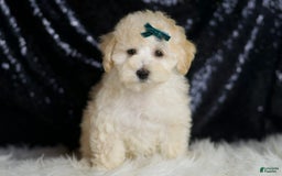 Maltipoo dogs for sale: Mochi - Image 4