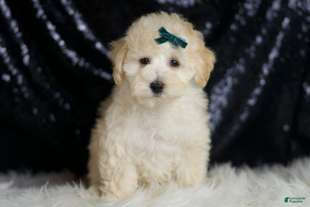 Maltipoo dogs for sale: Mochi - Image 4