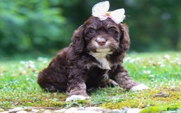Cockapoo dogs for sale: Precious - Image 17