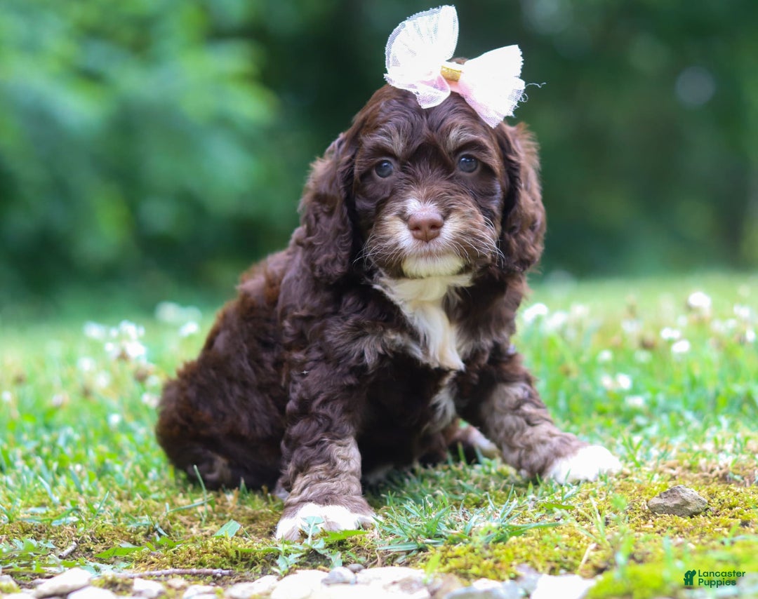 Cockapoo dogs for sale: Precious - Image 17