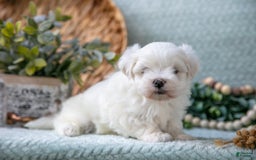 Maltese dogs for sale: Parker - Image 3