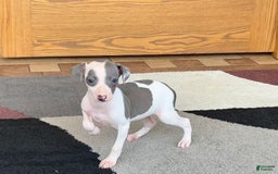 Italian Greyhound dogs for sale: Tina - Image 15
