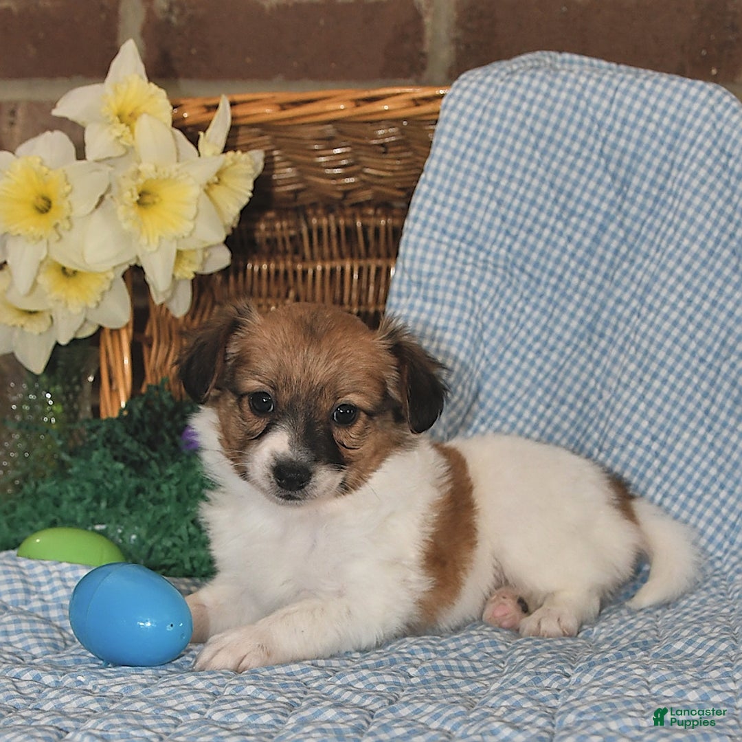 Papillon dogs for sale: Pongo - Image 8