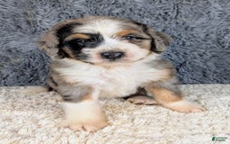 Bernedoodle dogs for sale: Lainey - Image 4