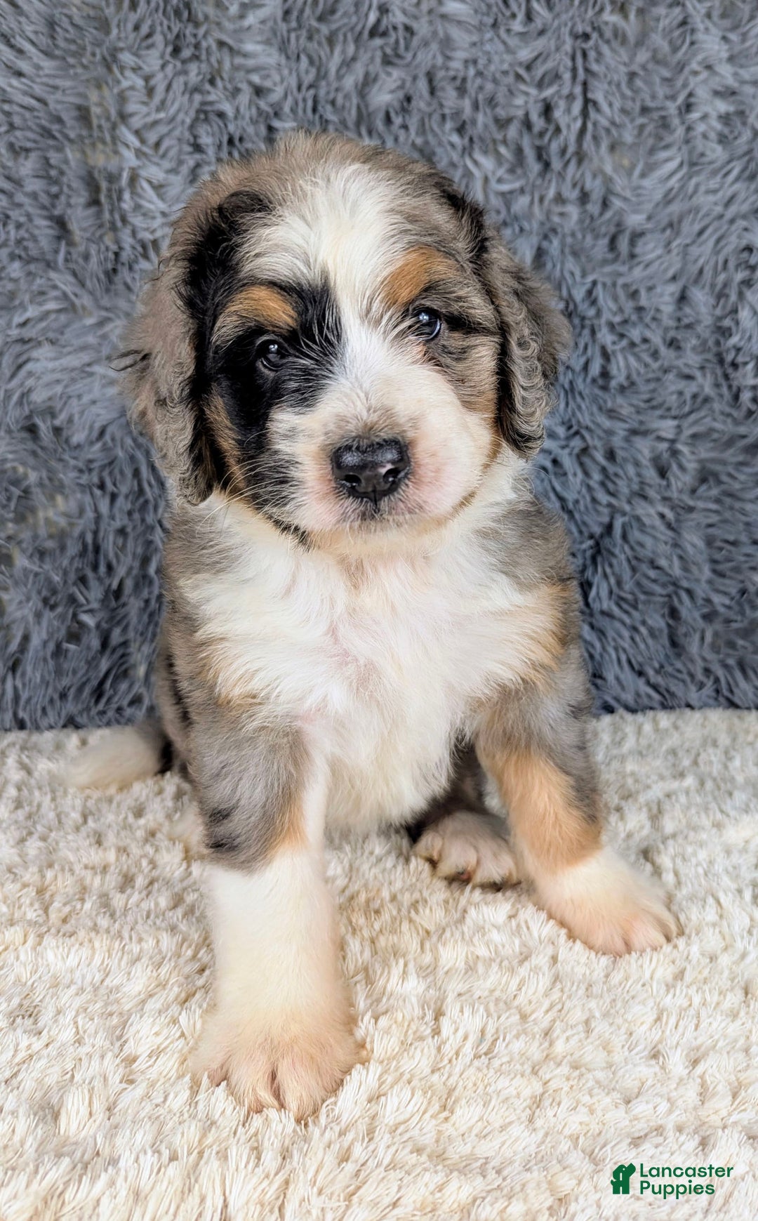 Bernedoodle dogs for sale: Lainey - Image 4
