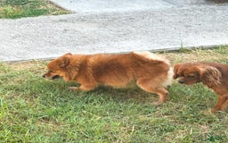 Pomeranian dogs for sale: Abbigail - Image 3