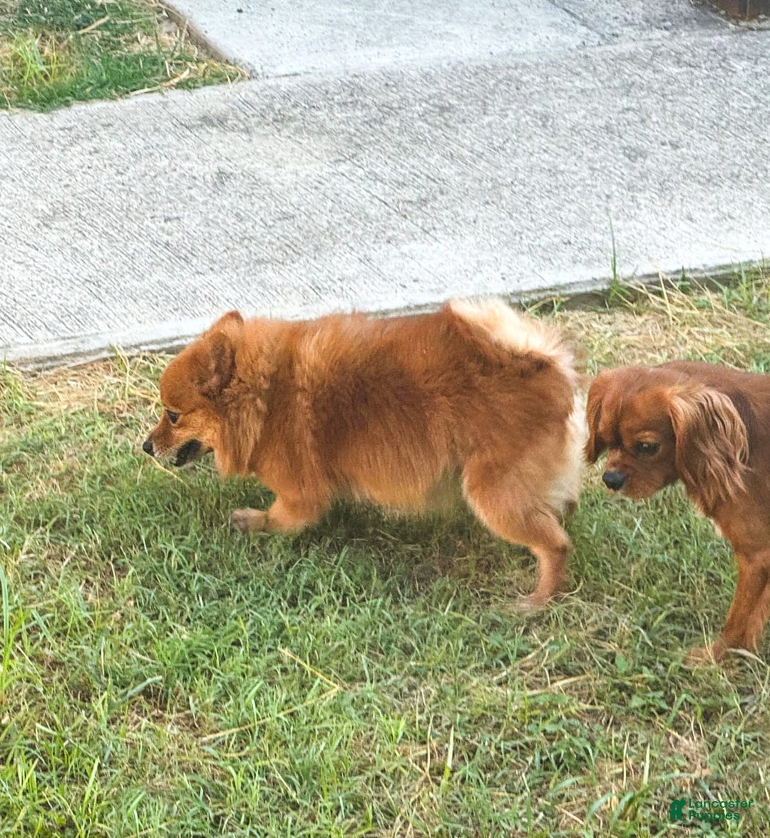 Pomeranian dogs for sale: Abbigail - Image 3