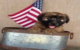 Soft Coated Wheaten Terrier dogs for sale: Molly - Image 7