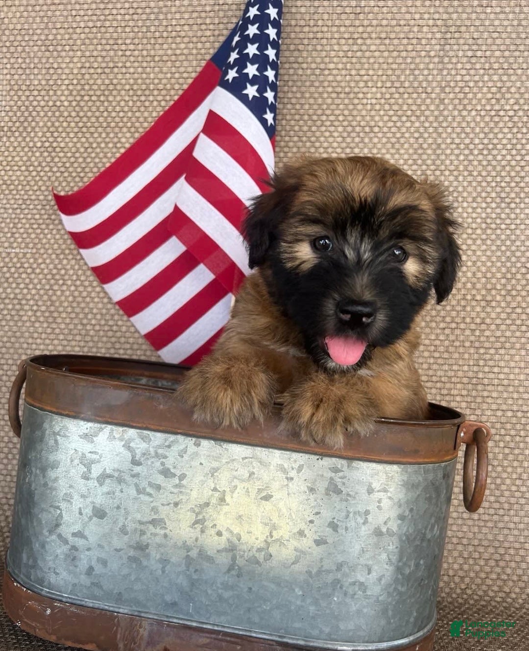 Soft Coated Wheaten Terrier dogs for sale: Molly - Image 7