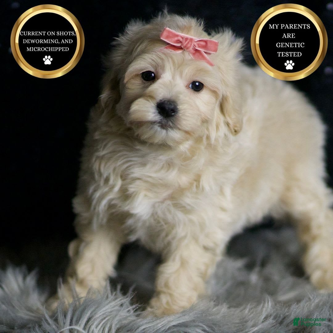 Maltipoo dogs for sale: Maltipoo 5 puppies - Image 5