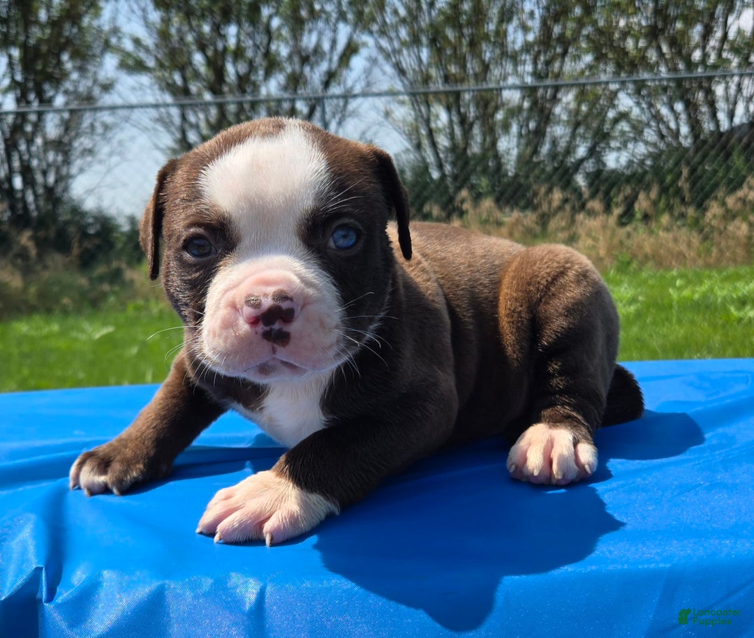 American Bulldog dogs for sale: Harry - Image 8