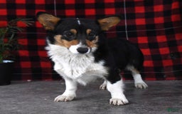 Welsh Corgi Pembroke dogs for sale: Scott - Image 6