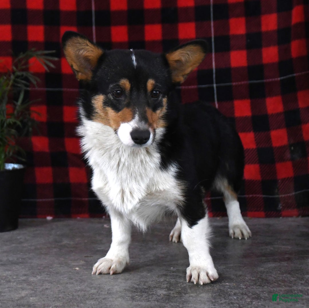 Welsh Corgi Pembroke dogs for sale: Scott - Image 6