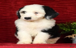 Sheepadoodle dogs for sale: Roscoe - Image 9