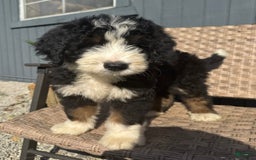 Bernedoodle dogs for sale: Max - Image 2
