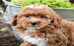 Miniature Poodle dogs for sale: Lucky - Image 9