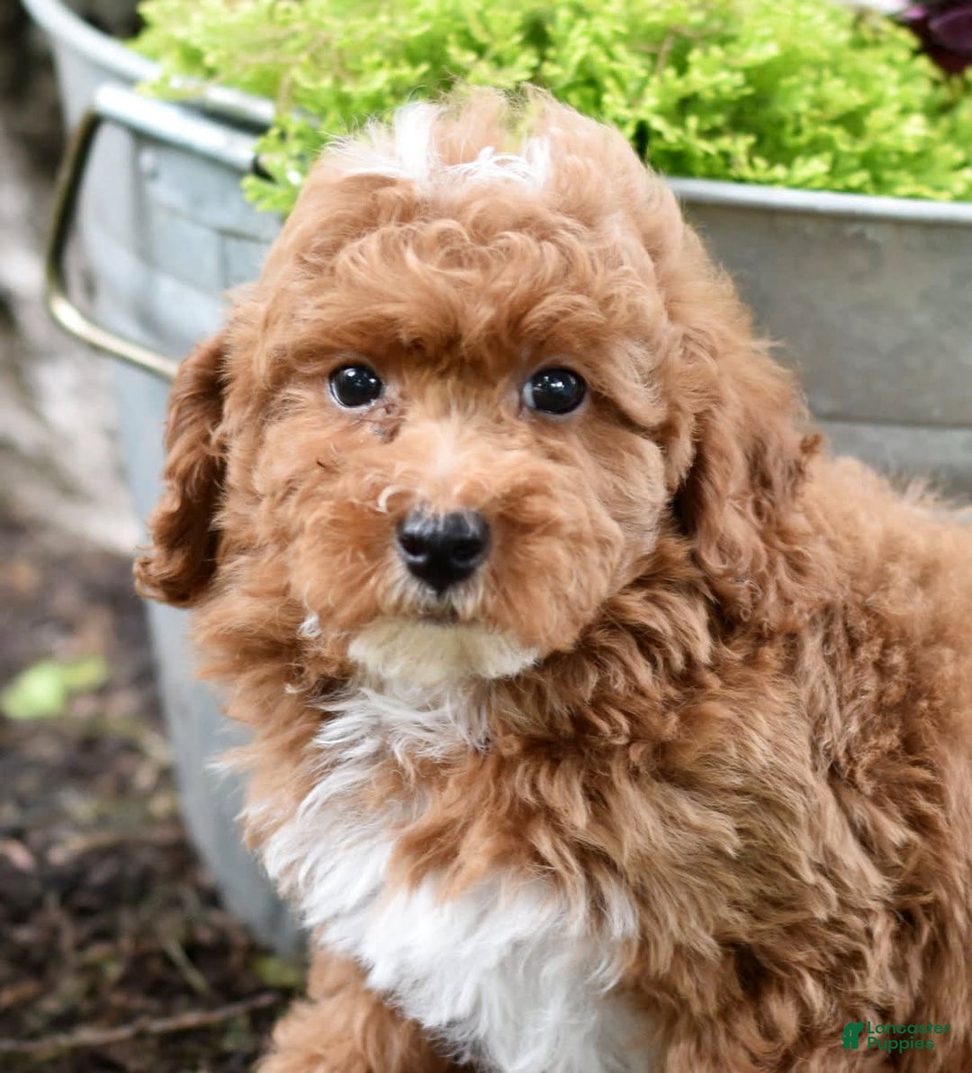 Miniature Poodle dogs for sale: Lucky - Image 9