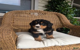 Bernese Mountain Dog dogs for sale: Max - Image 1