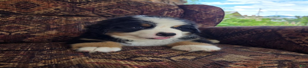 Hogan