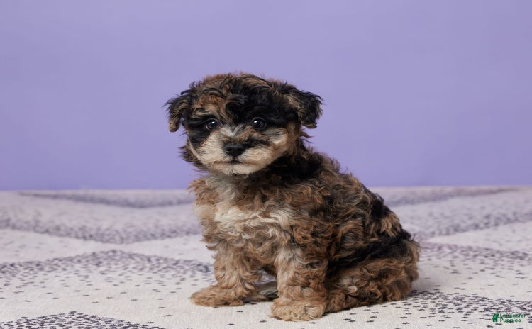 Miniature Poodle dogs for sale - Ad 4