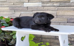 Labrador Retriever dogs for sale: Tessa - Image 2