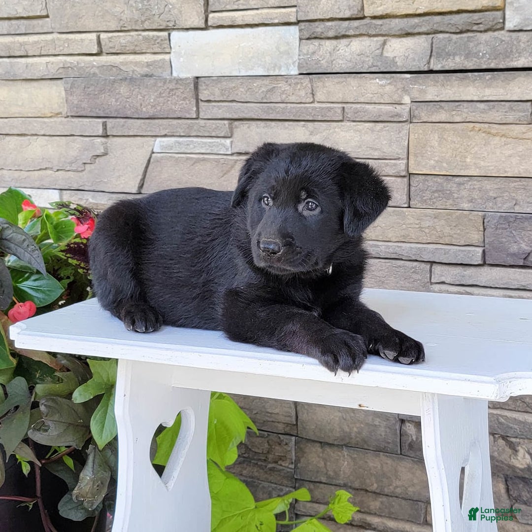 Labrador Retriever dogs for sale: Tessa - Image 2