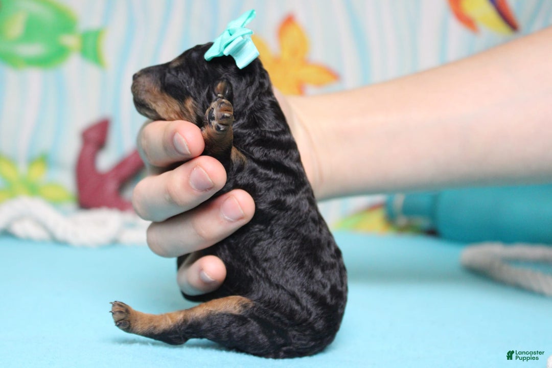 Toy Poodle dogs for sale: Jubilee - Image 7