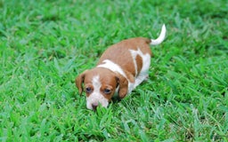 Dachshund dogs for sale: Akc Diego - Image 5