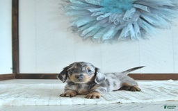 Miniature Dachshund dogs for sale: Zeke Rare Color - Image 1