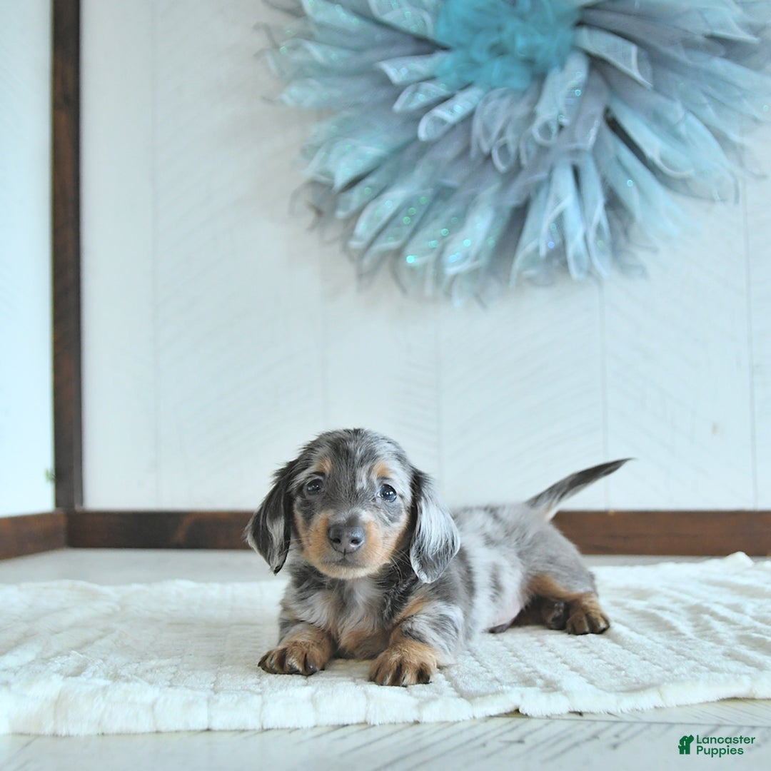 Miniature Dachshund dogs for sale: Zeke Rare Color - Image 1