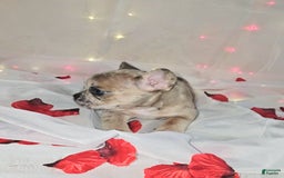 French Bulldog dogs for sale: Daphne - Image 2