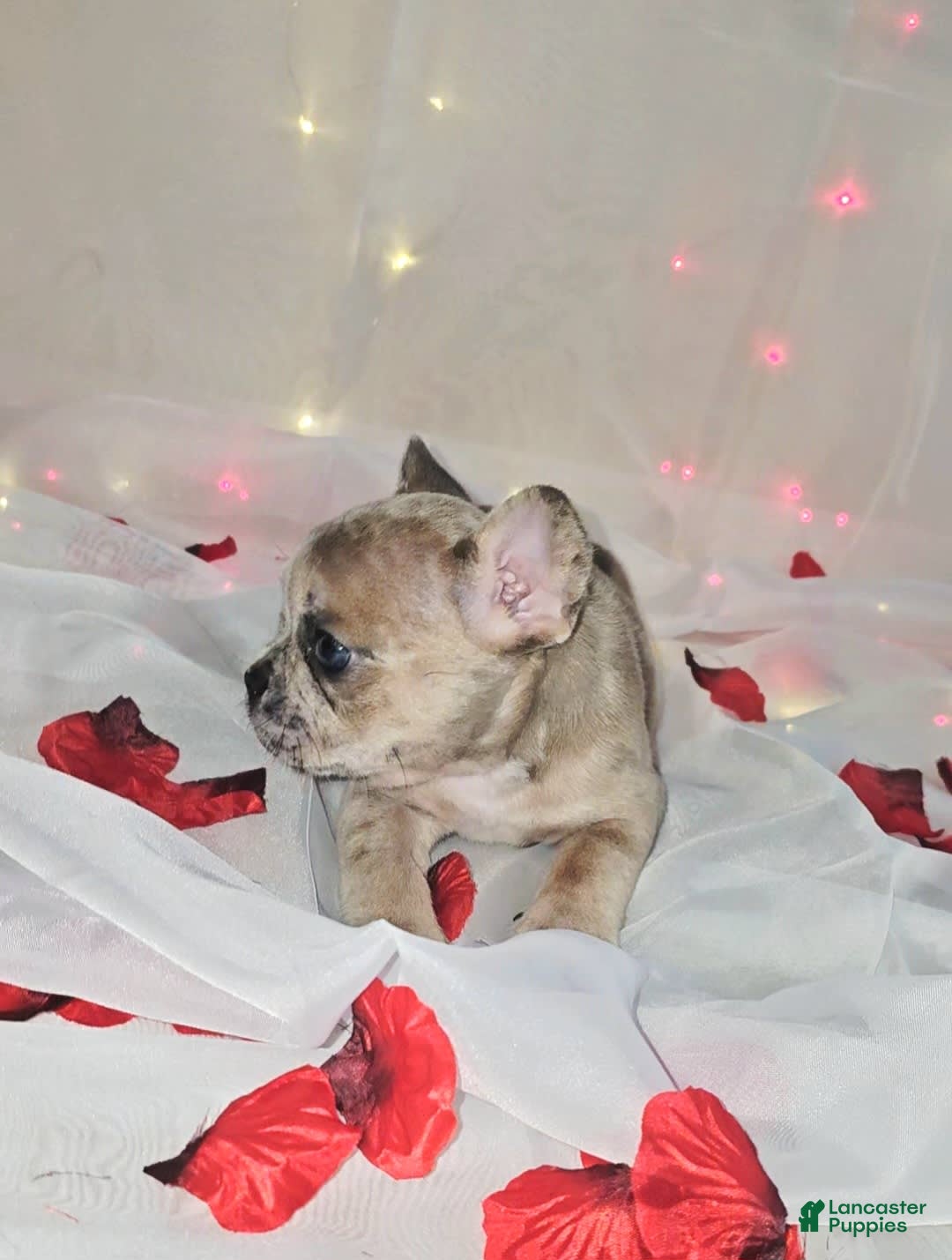 French Bulldog dogs for sale: Daphne - Image 2