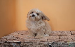 Maltipoo dogs for sale: Luciana - Image 16