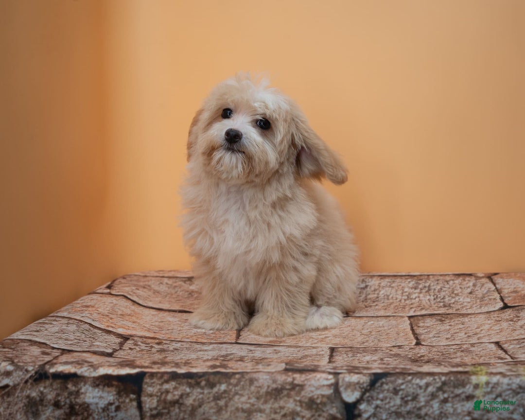Maltipoo dogs for sale: Luciana - Image 16