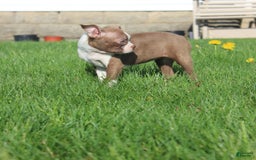 Boston Terrier dogs for sale: Sugar - Image 7