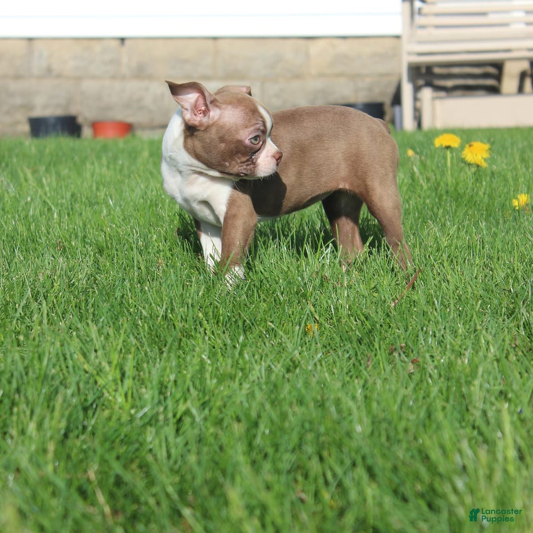 Boston Terrier dogs for sale: Sugar - Image 7