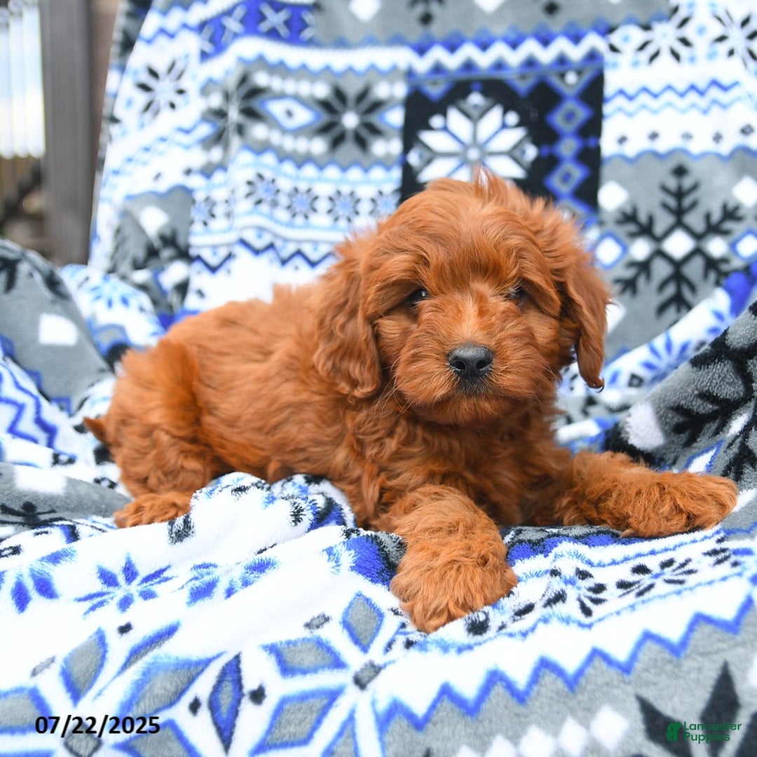 Cavapoo dogs for sale: Baker - Image 4