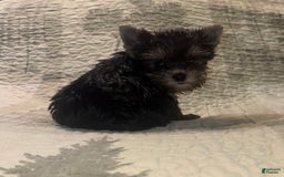 Yorkshire Terrier dogs for sale: Small male - Image 4