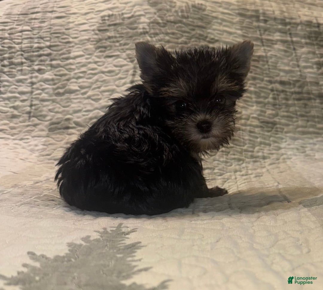 Yorkshire Terrier dogs for sale: Small male - Image 4