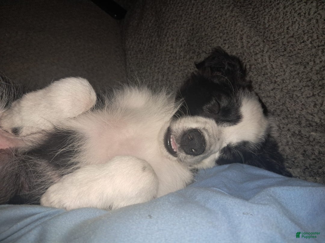 Border Collie dogs for sale: Cookie - Image 1