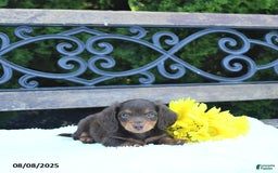 Miniature Dachshund dogs for sale: Fritz - Image 1