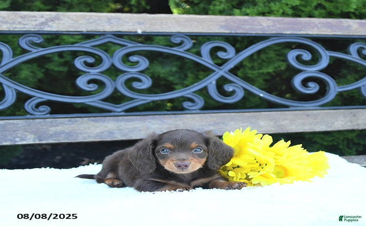 Miniature Dachshund dogs for sale - Ad 1