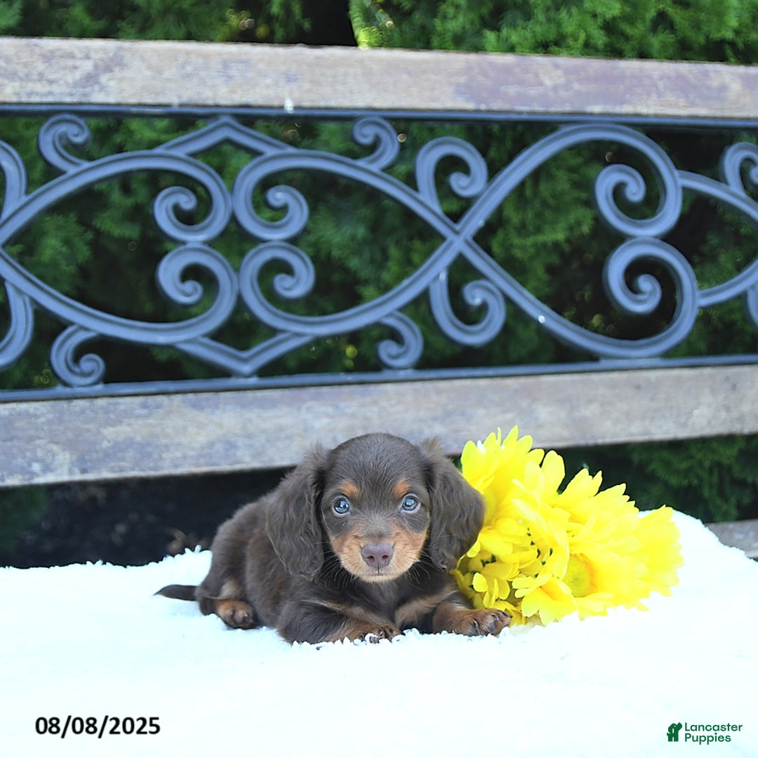 Miniature Dachshund dogs for sale: Fritz - Image 1